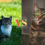 Bengal Cat vs Tabby Cat