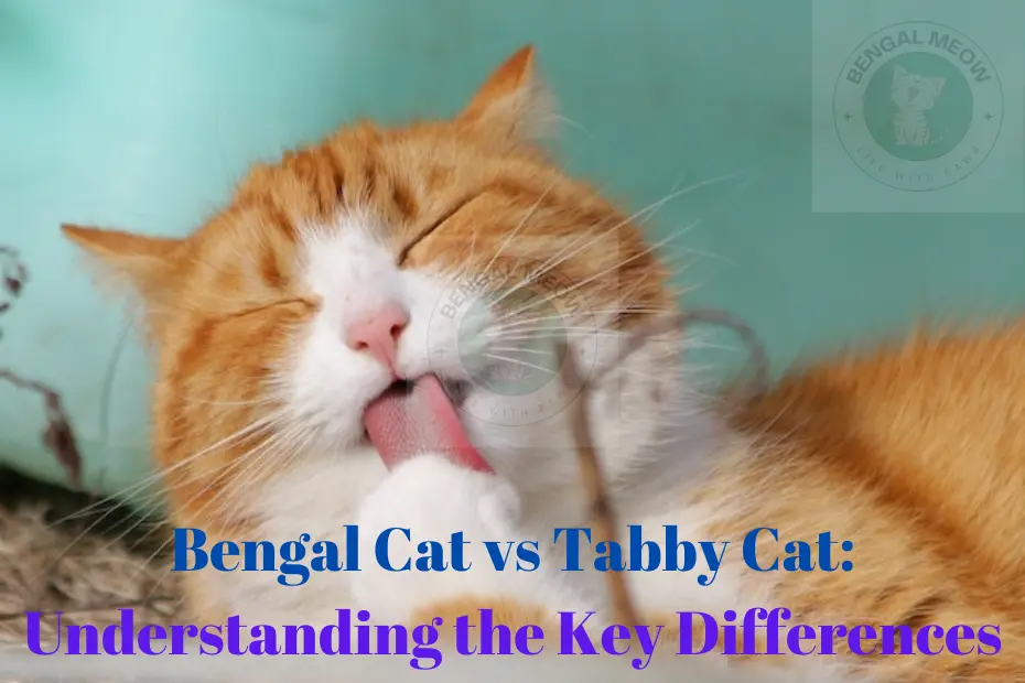 Bengal Cat vs Tabby Cat Understanding the Key Differences