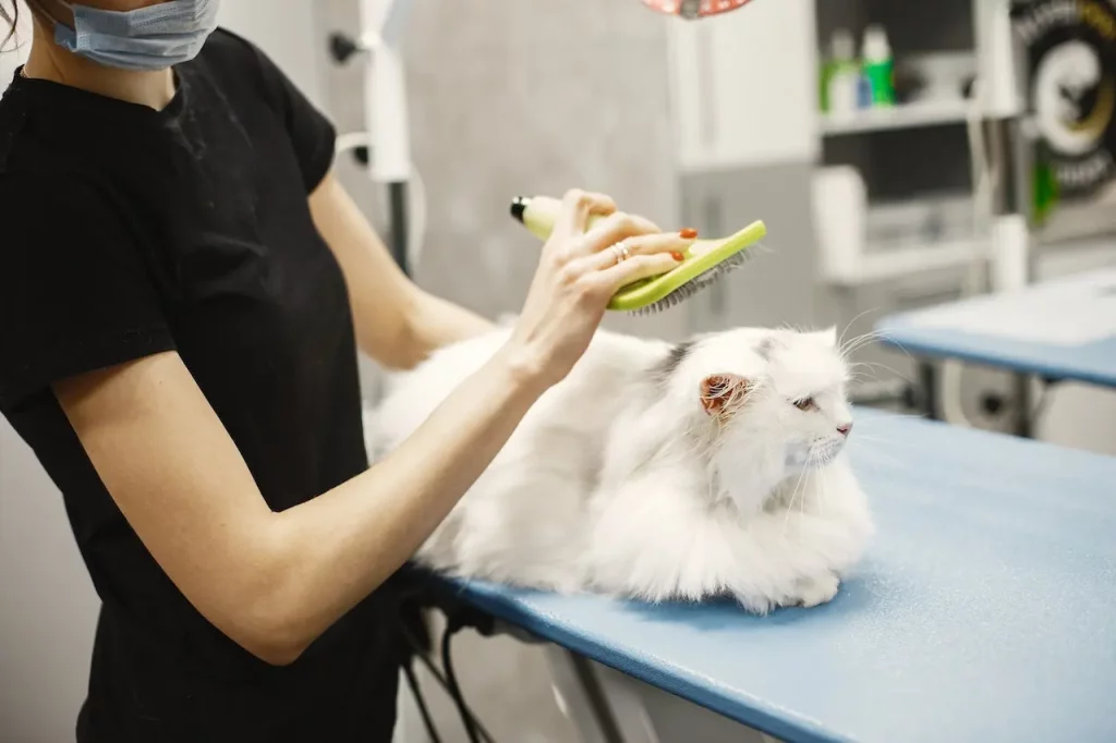 Bengal Cat Brushing