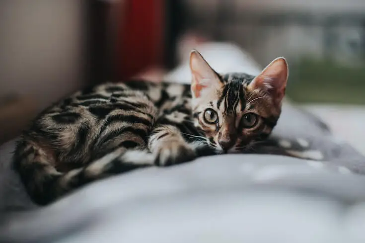 Do Bengal Cats Shed? Everything You Need to Know