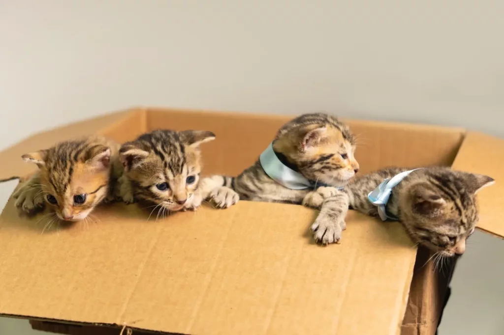 Do Bengal Cats Shed?