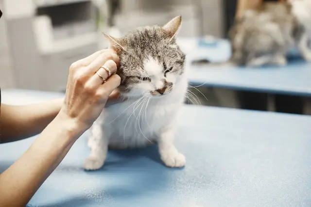 Bengal Cat Ear Cleaning