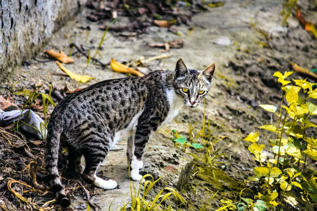 bengal meow