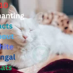 10 Enchanting Facts About White Bengal Cat