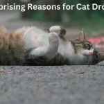 5 Surprising Reasons for Cat Drooling