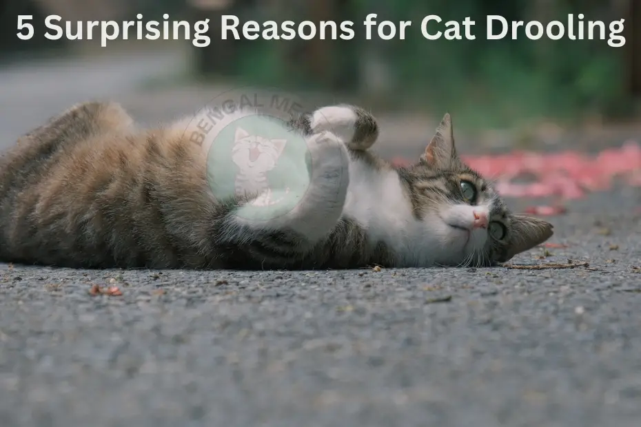 The Peculiar Puzzles of Cat Drooling: 5 Surprising Explanations Revealed!