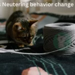 7 Ways Neutering behavior change in cats