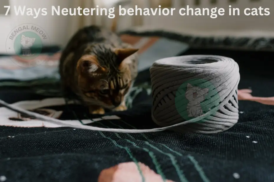 7 Neutering Behavior Change in Cats: Understanding Post-Surgery Feline Behavioral Modifications