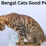 Are Bengal Cats Good Pets?