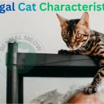 Bengal Cat Characteristics