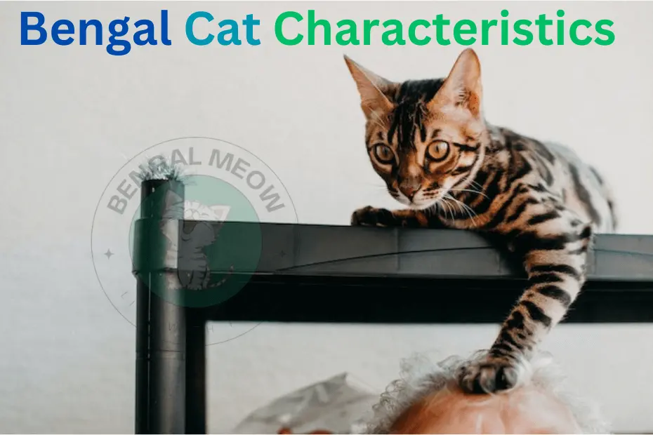 Bengal Cat Characteristics