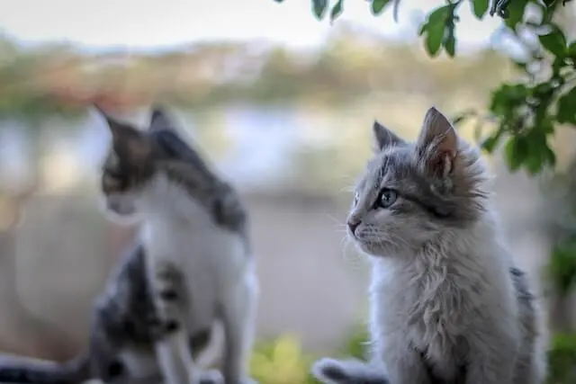 Bengal Cat Meows and Communication