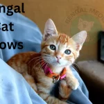 Bengal Cat Shows