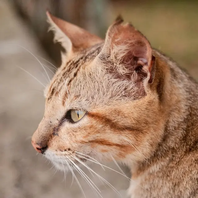 Bengal Cat Shows What TV Shows Do Bengals Like to Watch