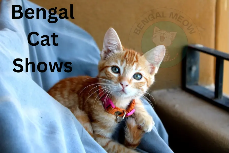 Bengal Cat Shows