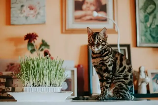 Charcoal Bengal Cats