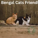 Are Bengal Cats Friendly?