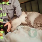 How Long Do Bengal Cats Live in the USA