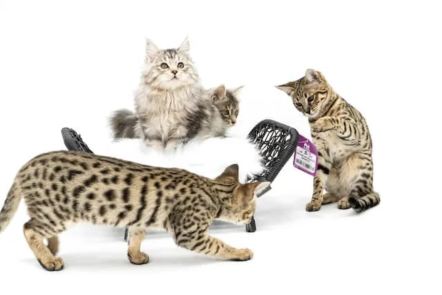 Bengal Vs Savannah Cat : Are they Alike? (Similarities & Differences)