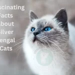 Unraveling the Mystique of Silver Bengal Cats: 7 Fascinating Facts