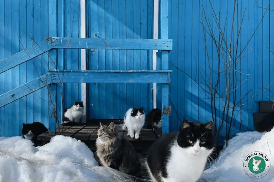 Snow Bengal Cats