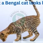 What a Bengal cat looks like