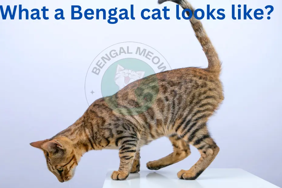 What a Bengal cat looks like