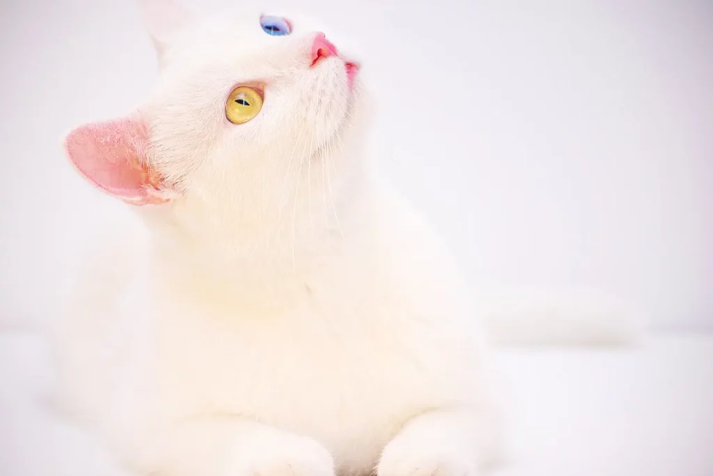 White Bengal Cats