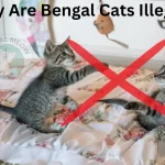 why are bengal cats illegal