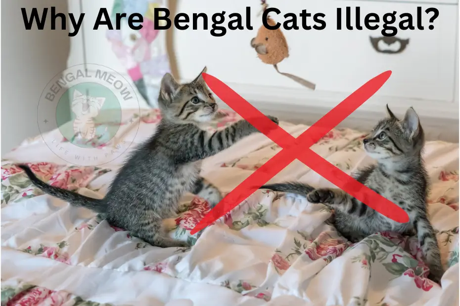 why are bengal cats illegal