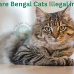 Why are Bengal Cats Illegal in NYC