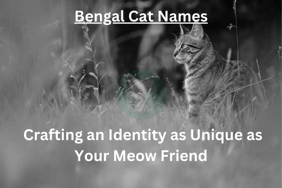 Bengal Cat Names: Crafting an Identity as Unique as Your Meow Friend