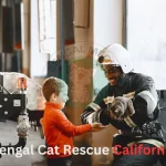 Bengal Cat Rescue California