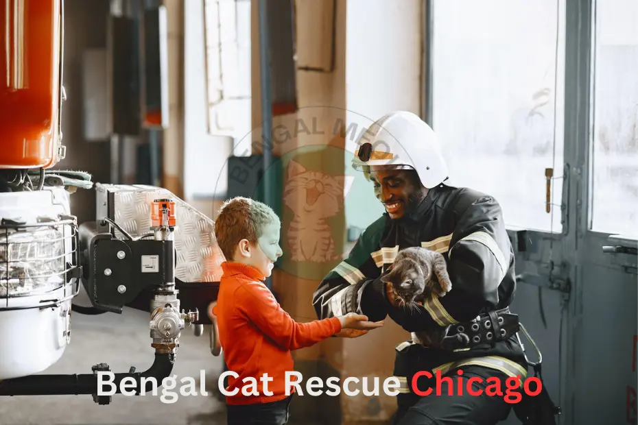 Bengal Cat Rescue Chicago: Providing Loving Homes for Exotic Cats