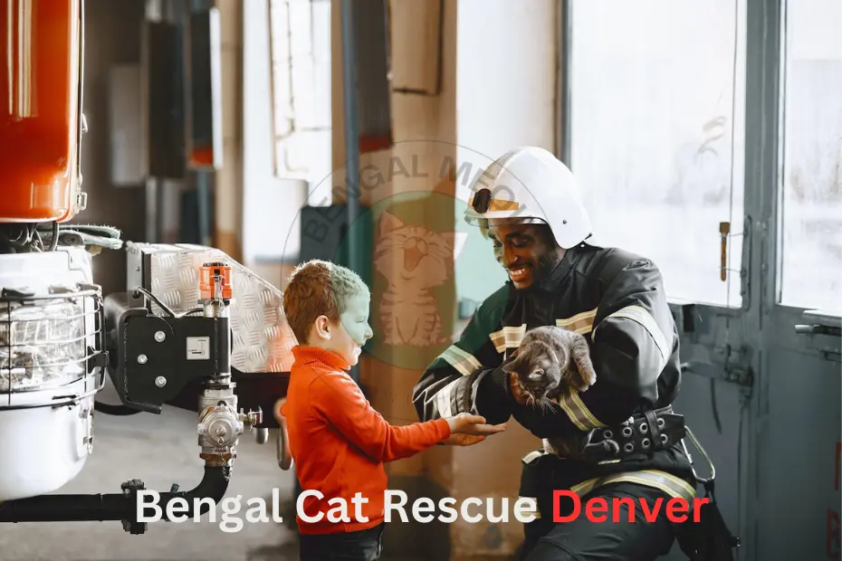Unveiling Bengal Cat Rescue Denver: A Path to Redemption