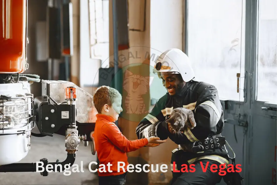 Bengal Cat Rescue Las Vegas: Fostering Hope and Finding Homes
