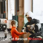 Bengal Cat Rescue Phoenix AZ