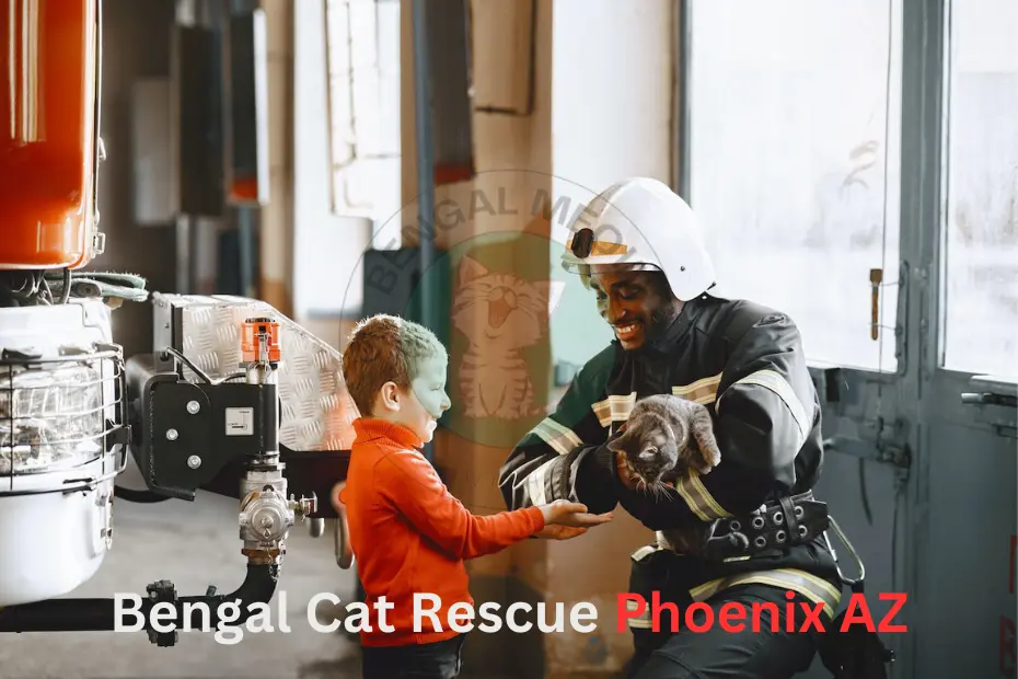 Bengal Cat Rescue Phoenix AZ: Giving Furry Friends a New Beginning