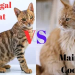 Bengal Cat vs Maine Coon