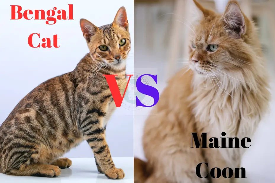 A Comprehensive Comparison: Bengal Cat vs Maine Coon – Unveiling Their Unique Charms🐾