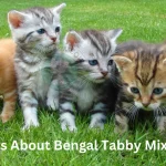 Bengal Tabby Mix