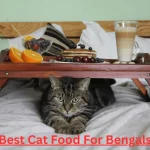 Best Cat Food For Bengals