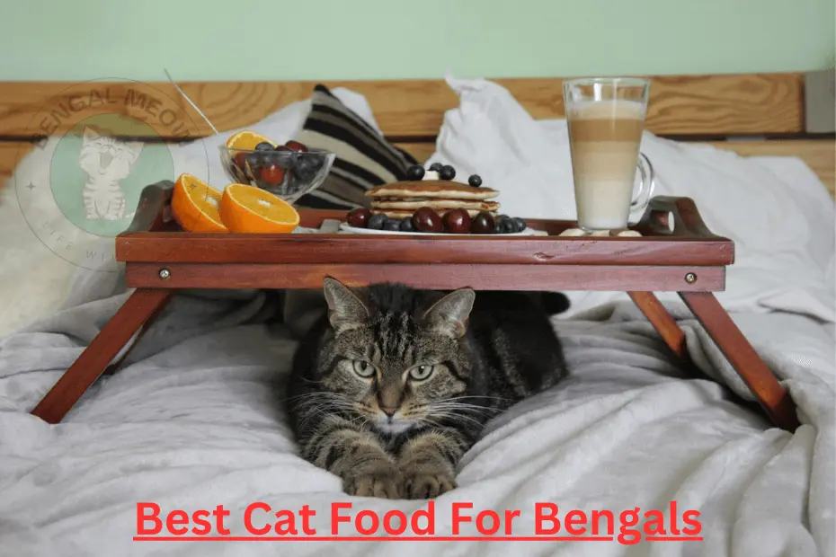The Ultimate Guide to Choosing the Best Cat Food for Bengals – Top 10 Picks for a Healthy and Happy Companion