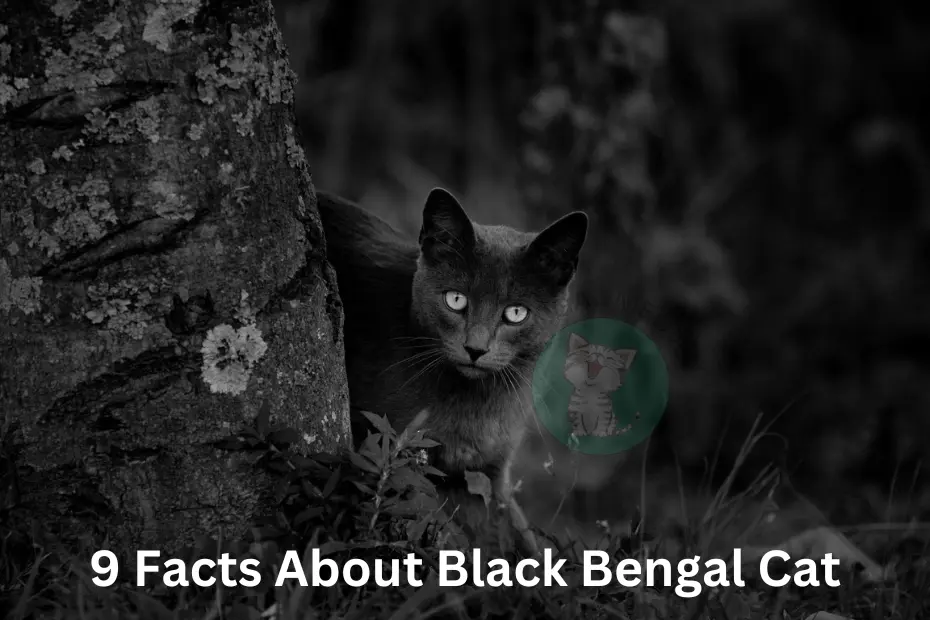 The Enigmatic Allure of the Black Bengal Cat: Unraveling Its Mysteries