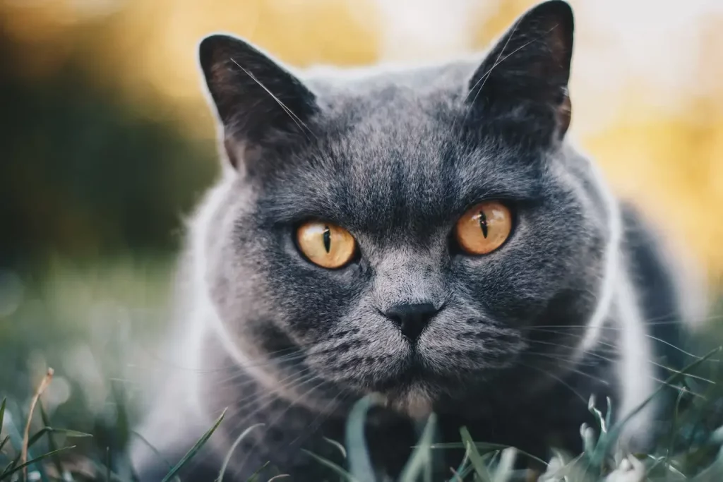 British Shorthair vs Bengal Cat