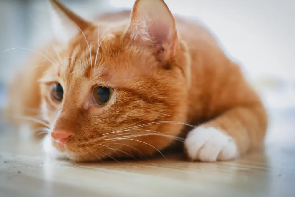 Famous Orange Bengal Cats