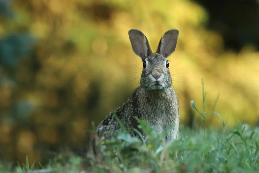 Nutrient-Rich Rabbit Recipe