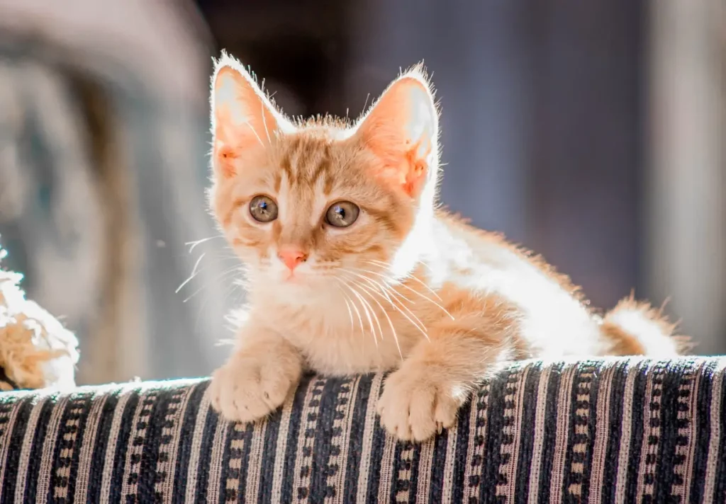 Snow Bengal Cat Genetics