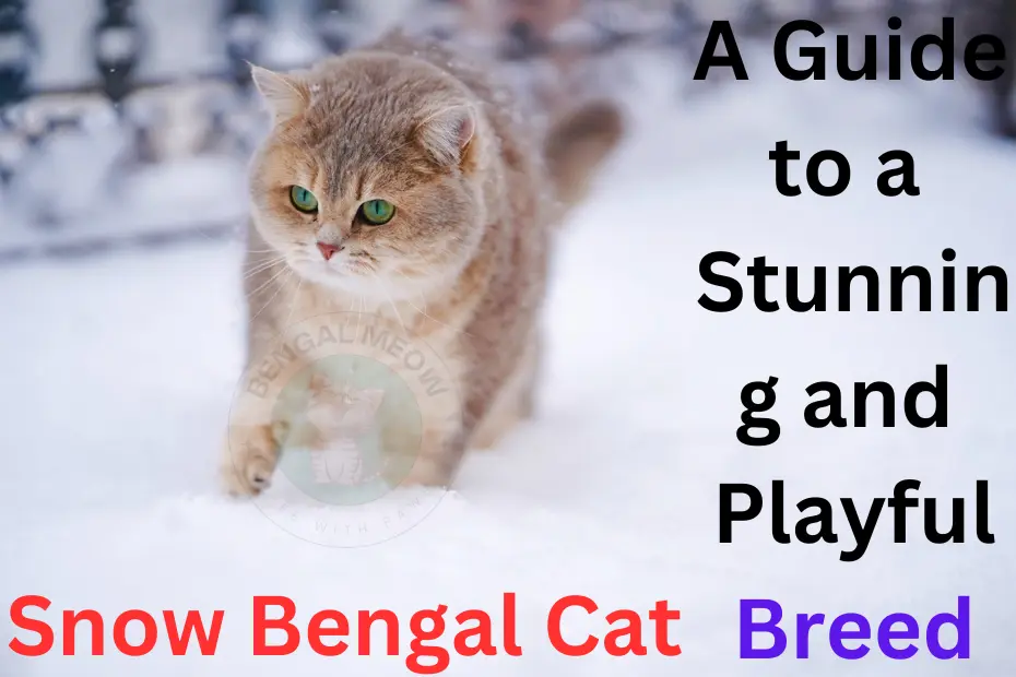 Snow Bengal Cat: A Guide to a Stunning and Playful Breed