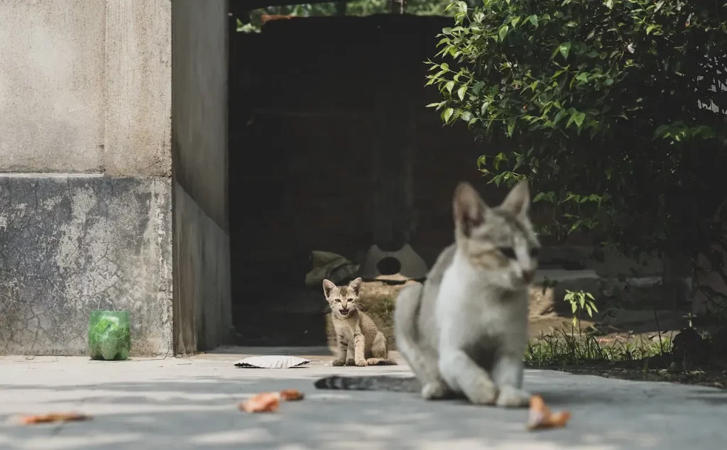 Unveiling the Best Wet Cat Food for Bengals